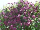 Purpurea Plena Elegans clematis photo