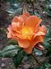 Edith Holden rose photo