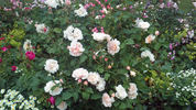 Eifelzauber rose photo