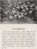 Daybreak rose photo