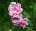 Fragezeichen rose photo
