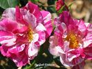 Sheer Stripes rose photo