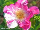 Sheer Stripes rose photo
