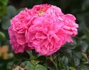 Alea rose photo