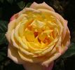 Allamand-Ho rose photo