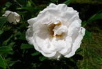Schnee-Eule rose photo
