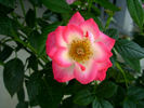 Ann Hooper rose photo