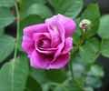 Kolo™ rose photo