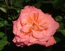 Allegro Symphonie ® rose photo