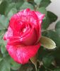 Gardens of the World rose photo