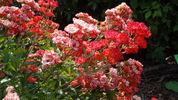 Paul Crampel rose photo