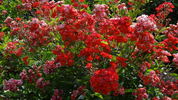Paul Crampel rose photo