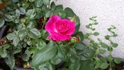 Heart's Delight rose photo