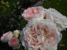 Clara's Choice rose photo
