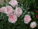 Antique Rose rose photo