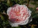 Antique Rose rose photo