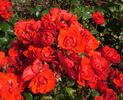 Alpengrüss rose photo