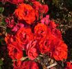 Alpengrüss rose photo