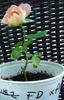 Luftschlange rose photo