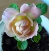 Luftschlange rose photo