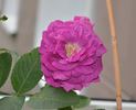Kolo™ rose photo