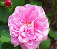 André Leroy rose photo