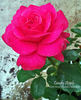 Candy Apple rose photo