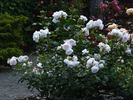 Rose Blush ® rose photo