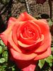 Impulse rose photo