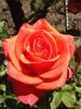 Impulse rose photo