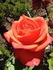 Impulse rose photo