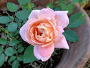 Ruffles Dream rose photo