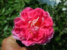 Passion Ruffles rose photo