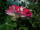 Passion Ruffles rose photo