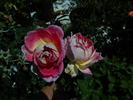 Passion Ruffles rose photo