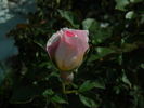Passion Ruffles rose photo