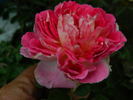 Passion Ruffles rose photo