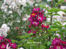 Daisy Brazileir rose photo