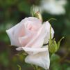 Anneliese rose photo