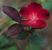 15077 Chuckles X Paul Ecke Jr. rose photo