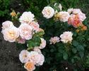 Cocarde rose photo