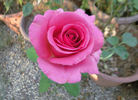 Gentle Giant ™ rose photo