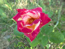 Hondo rose photo