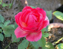 Lily de Gerlache rose photo