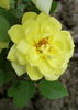 Gold Symphonie ® rose photo