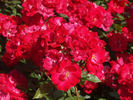 Cera rose photo