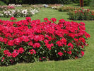 Cera rose photo