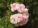Cupcake rose photo