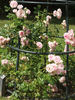 Cupcake rose photo