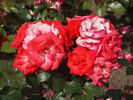 Dover™ rose photo